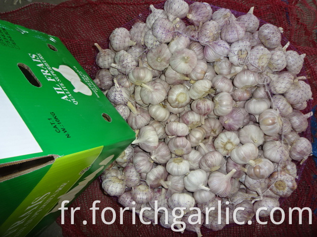 Good Quality Garlic Fresh